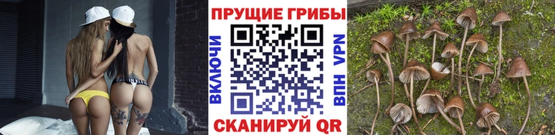 наркошоп  Верещагино  Псилоцибиновые грибы Magic Shrooms 